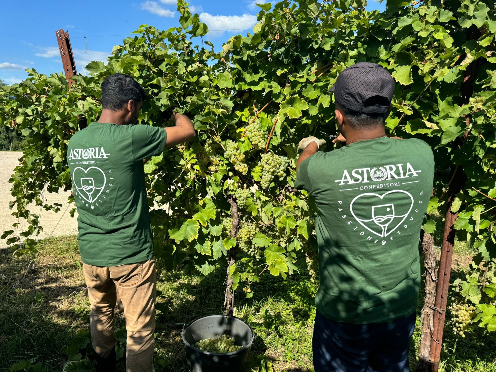 Druiven worden geplukt voor Astoria Prosecco